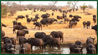Wow! Interesting Facts About Wild & Modern Water Buffalo | Amazing Types Of Water Buffalo