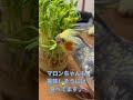 豆苗を食べるインコ達♪