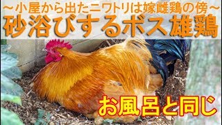 砂浴びするボス雄鶏～喧嘩防止の小屋から庭に出たニワトリは嫁雌鶏の傍～