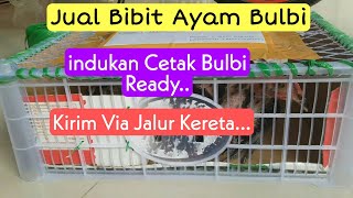 Pengiriman Anak Ayam