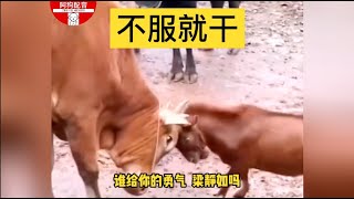 「搞笑方言配音」羊生苦短，不服就干！ #搞笑配音