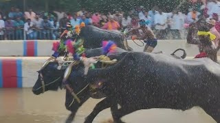 Kambala Start - Adve Nandikoor 2024