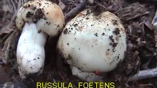 Russula foetens