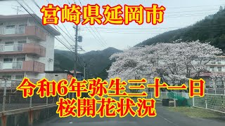 令和６年弥生三十一日桜開花状況　宮崎県延岡市