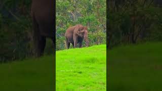 എന്റെ അമ്മച്ചിയെ..😱😱 | #idukki #munnar #munnarelephant #kerala #mattupetty #cinematalkieslive