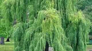 Willows on the Water by Enya