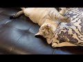 【恐怖】半目で寝る猫が怖すぎる