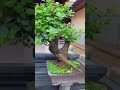 Tanaman Bonsai si kecil dengan harga fantastis