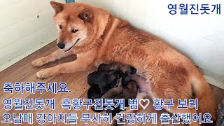 영월진돗개 흑황구진돗개 범이와 진돗개 황구 보리 오남매 강아지들 건강하게 출산했어요.