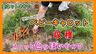 ♡愛ネット さかた♡種から植えたベビーキャロットを収穫してみた♪