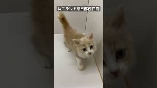 【子猫販売】#サイベリアン #子猫 #猫アレルギー #ねこランド