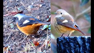 ジョウビタキ男女 世田谷地区 2025 01 28 #ジョウビタキ #野鳥 #birds #wildlife #nature #自然観察ぶらり散歩