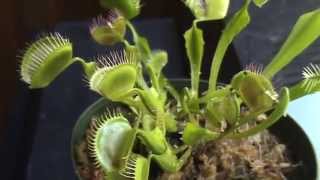 Venus Fly Trap - Dionaea muscipula