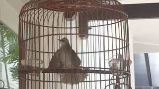 Yellow-Vented Bulbul ~ 白头翁