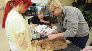 Monmouth County SPCA offers veterinary care for Howell dogs in hoarding situation