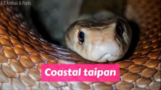 Coastal taipan (Oxyuranus scutellatus)