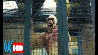 Gorilla George is wrested from the cage. ''Rampage'' (2018) (2/8)