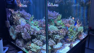 80cube reef tank in korea #SPS dominant #zeovit D+234 reef tank