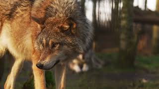 Danger Wolf  🐺scary animals, wild animals, animal encounters, wild animal encounters, amazing,