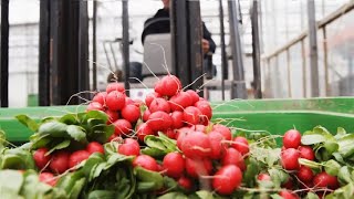 Greenhouse Cherry Radish Farming and Harvest - Vegetable Agriculture Technology in Greenhouse