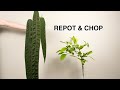 Repot & Chop: Anthurium wendlingeri & lemon