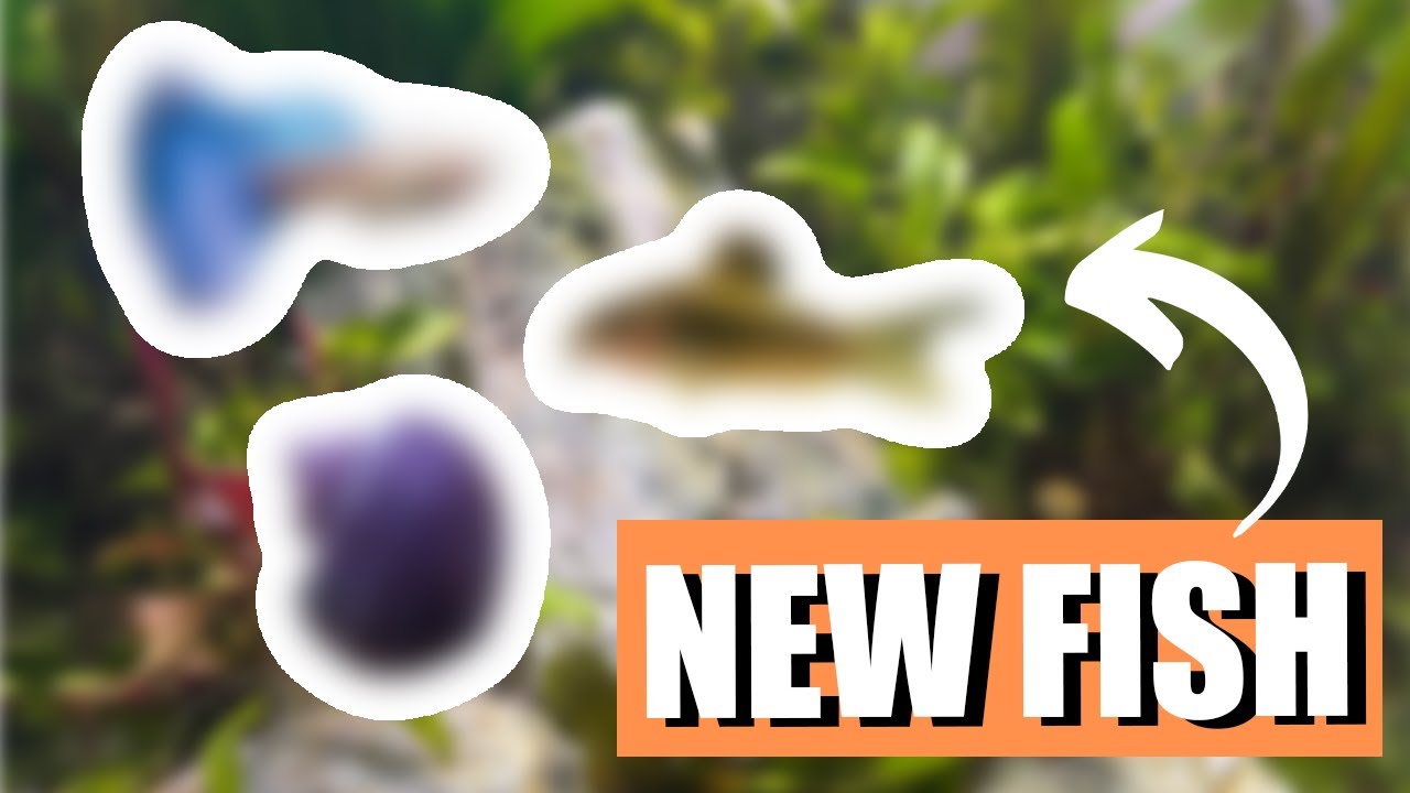 Unboxing Beautiful New Fish Youtube