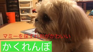 【シーズー】マミーとかくれんぼ