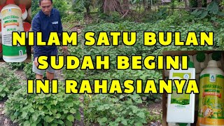 NILAM UMUR SATU BULAN TUMBUH SUBUR DENGAN AMINO DAN ZPT