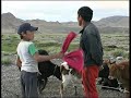 tuvans of mongolia—milking cattle