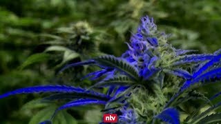 Cannabis endlich LEGAL