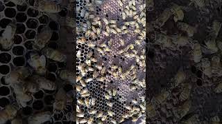 Honeybees frame of capped brood #shorts #beekeeping