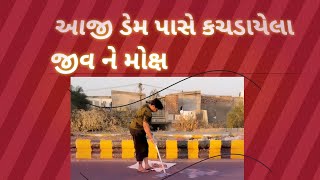 પશુપ્રેમ સેવા:- સાવ કચડાયેલા જીવને મોક્ષ 🙏