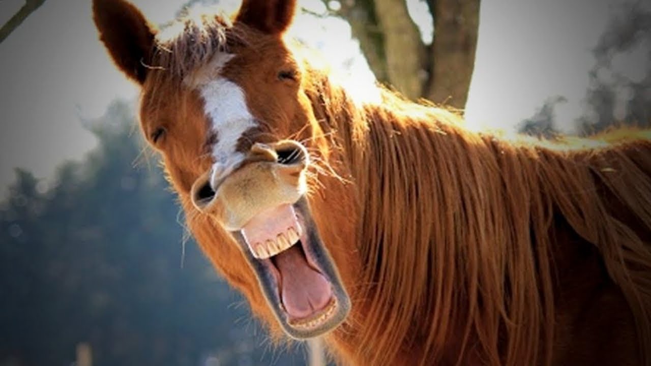 Funny Horse Photos - Funny PNG