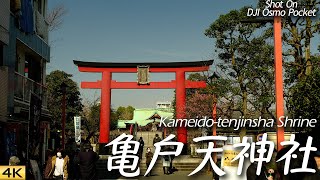 【亀戸】梅の名所、亀戸天神社を東京散歩 Tokyo Walk around Kameido-tenjinsha Shrine, Tokyo, Japan. 【Osmo Pocket】