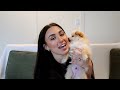 vlog we got a pomchi puppy first days haul