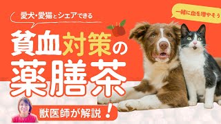 【獣医師の解説】鉄剤を使わずに貧血対策！「くこの実となつめ」の薬膳茶の作り方