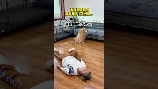 辛巴这个没良心的，我都晕倒了，它竟然还担心自己冷！ #萌宠 #pets #funny