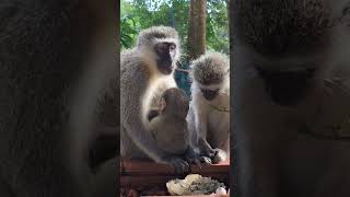 Cuddles and grooming—Mrs. L, Flips, and Lips share a sweet moment!🐒💚 #troopsafari #shorts