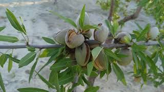 ALMOND HARVEST AND BENEFITS\\BADEM HASATI VE FAYDALARI