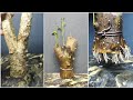 Make small bonsai from branch cutting (anting putri / wrightia religiosa )