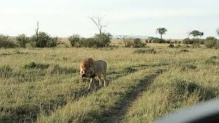 African Wildlife video