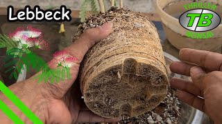 Lebbeck Tree - Repotting - Training Bonsai From Seed - Year 3