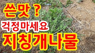 건강한삶 ing님이 소개한 쓴맛의 지존 ! 지칭개 나물무침 쓰지않고 맛있고 제맛 보기.