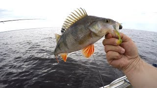 Ловля крупных окуней в каряжнике на БАЛЕРИНУ .  Рыбинское Водохранилище !!!