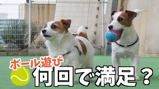 【検証】運動量が多い犬種に永遠とボールを投げ続けたら飼い主の肩が壊れました/ジャックラッセルテリア