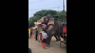 നിലവ് നിർത്താനുള്ള രഞ്ജുവിന്റെ പുതിയടവ് അപാരം തന്നെ 😱 ll #elephant #trending