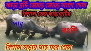 বিশাল কাড়া লড়াই আজকে #nadiha#karalorai