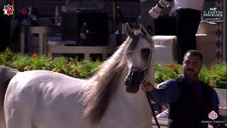 Ajman Arabian Horse Championship 2025   Class 8C