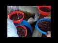 মোবাইল 01743717100 catfish seeds farming in modern way আধুনিক পদ্ধতিতে শিং মাছ চাষ