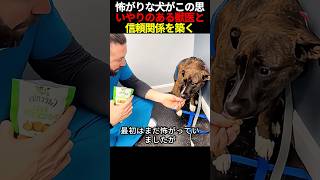 怖がりな犬がこの思いやりのある獣医と信頼関係を築く